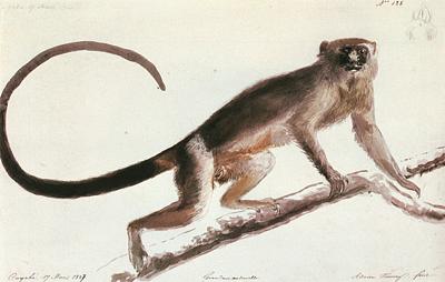 Callithrix Argentata Melanura | Enciclopédia Itaú Cultural